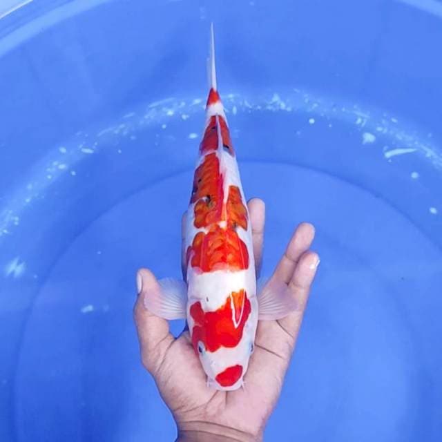 12. Sanke Doitsu|| 30 cm || Jantan