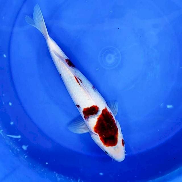 14. Goromo || 34 cm