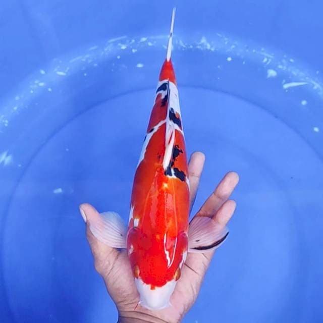 16. Sanke Doitsu Murni || 35 cm || Jantan
