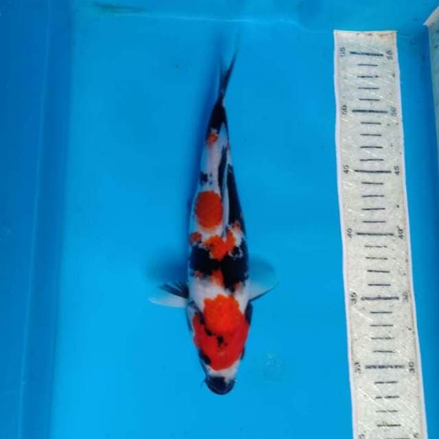 Showa 25cm