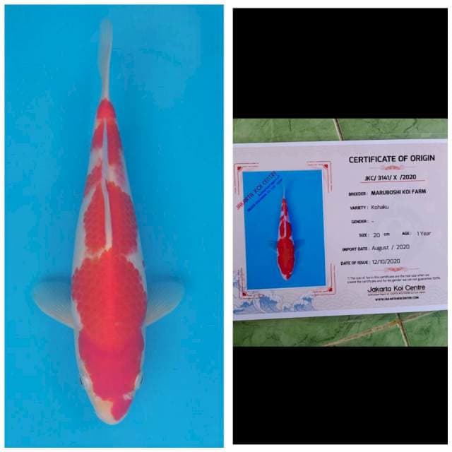 Maruboshi Kohaku