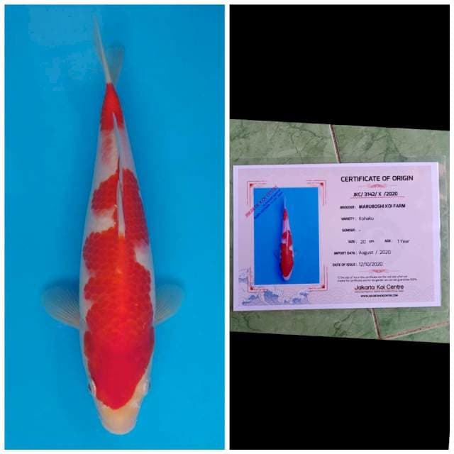 Maruboshi Kohaku