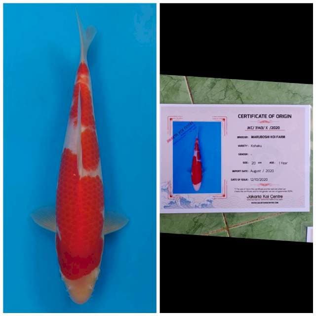 Maruboshi Kohaku