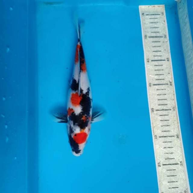 Showa 25cm