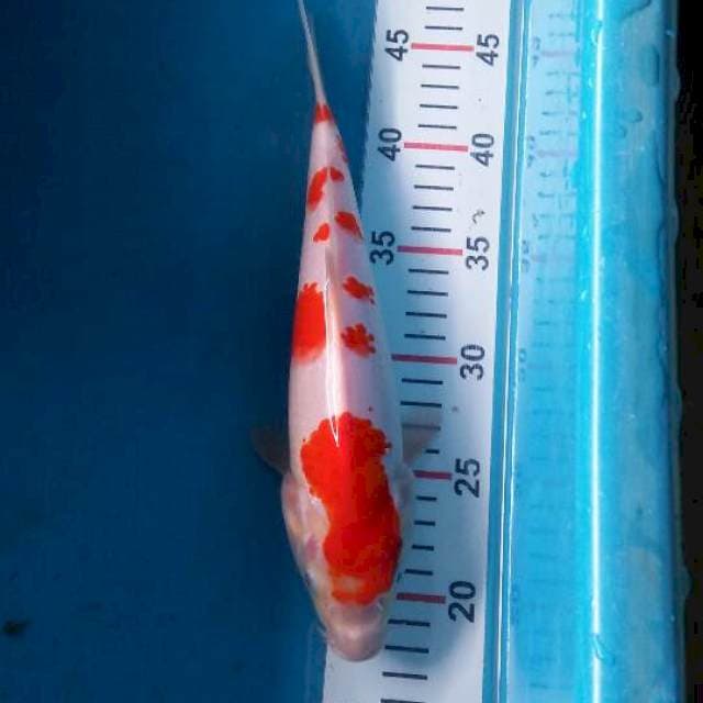 kohaku