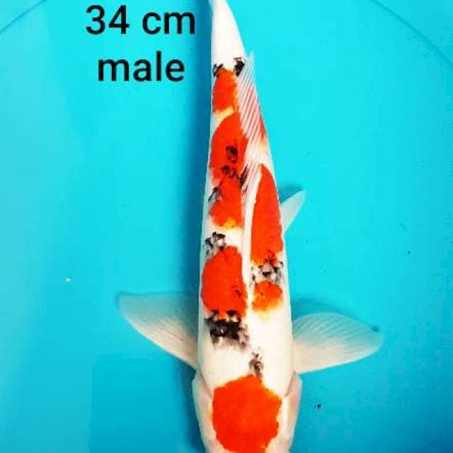 SANKE MARUTEN 34
