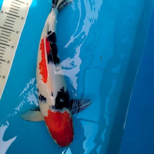 Showa Jumbo, 54 cm