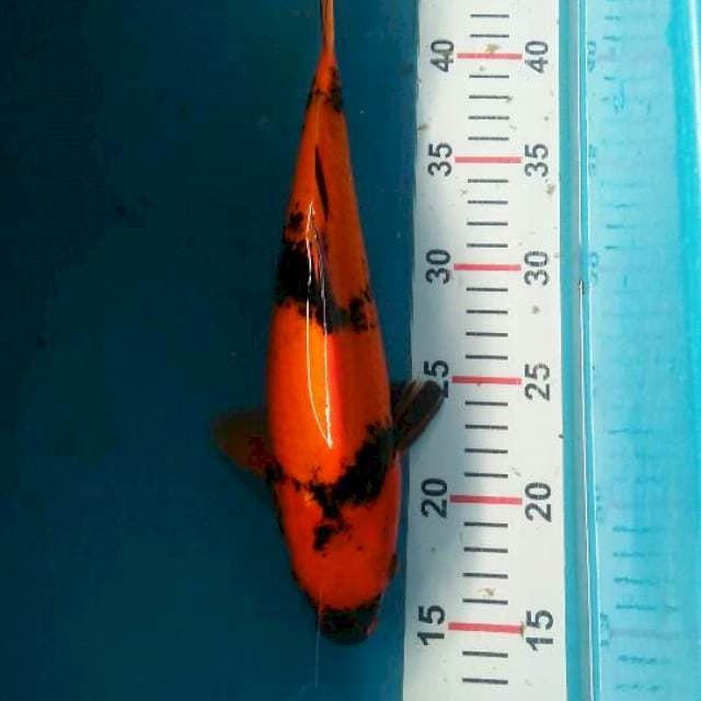 showa merah setrong jozz