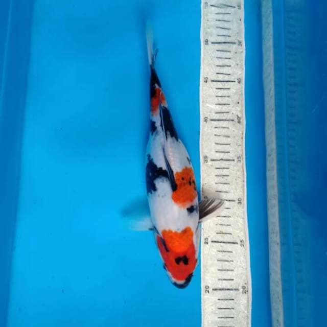 Sowa 31cm