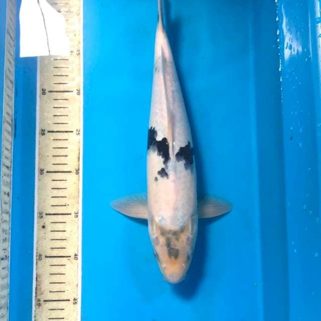 Shiro, 35 cm