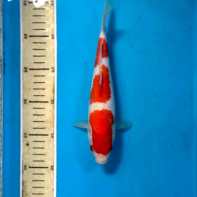Kohaku, 25 cm