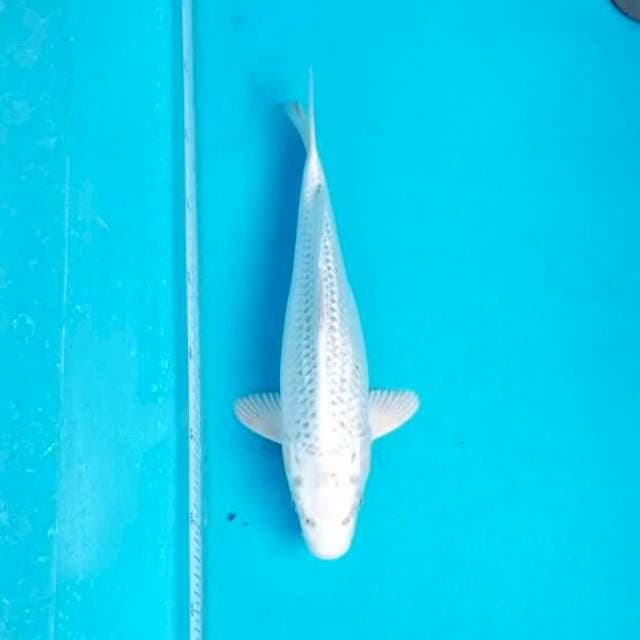 GIN MATSUBA GINRIN 33 CM