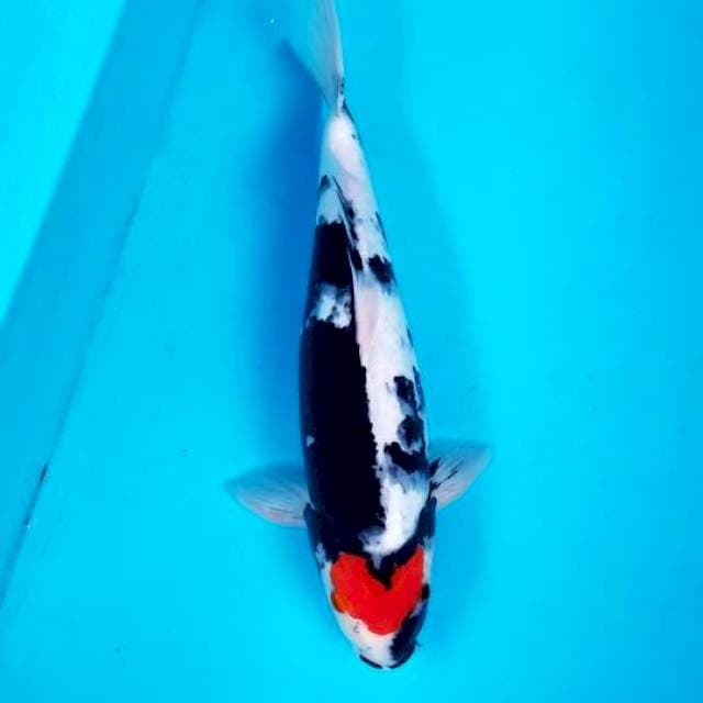 TANCHO SHOWA ORI 39 CM MALE