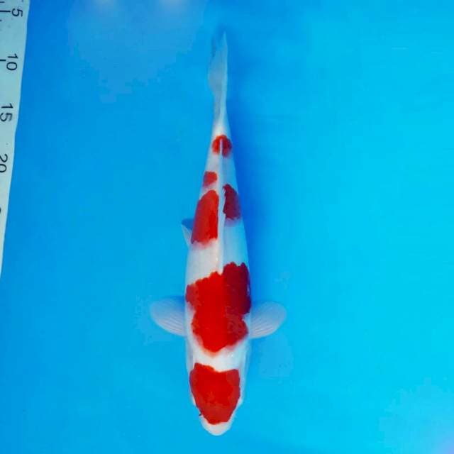 AKAGI 5 ~ KOHAKU ™