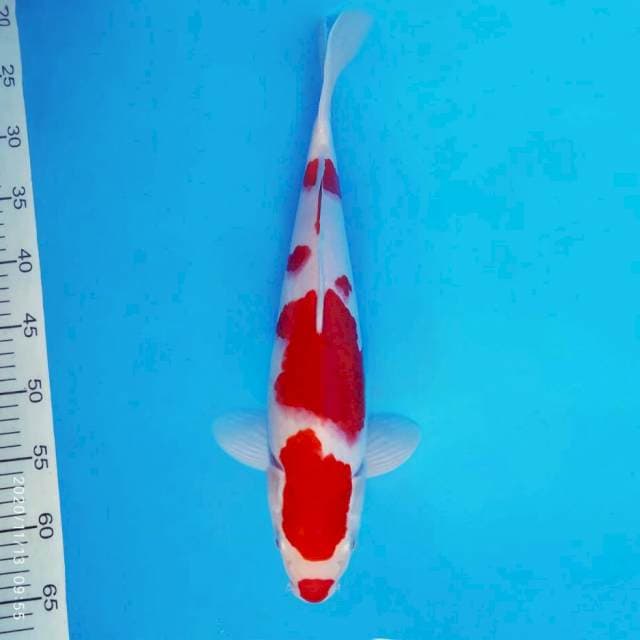 AKAGI 8 ~ KOHAKU KUCIBENI ™