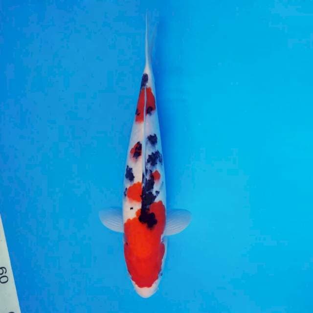AKAGI 15 ~ TAISHO SANKE ™