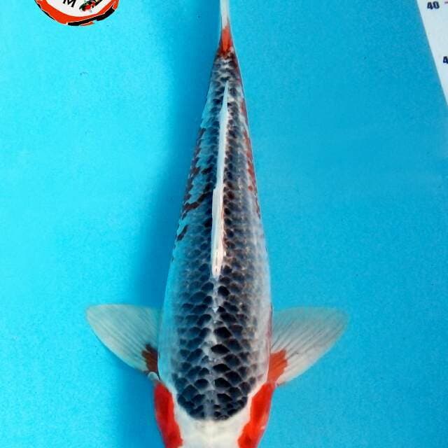 Asagi F1 ogata