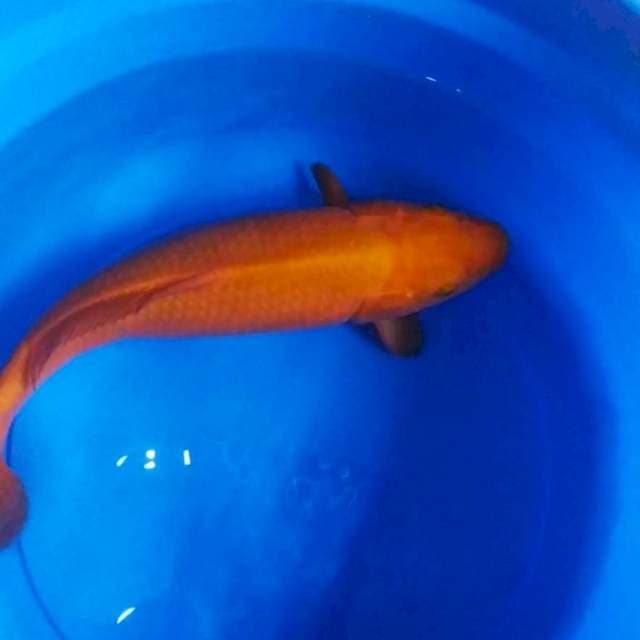 Chagoi Karamel 45cm