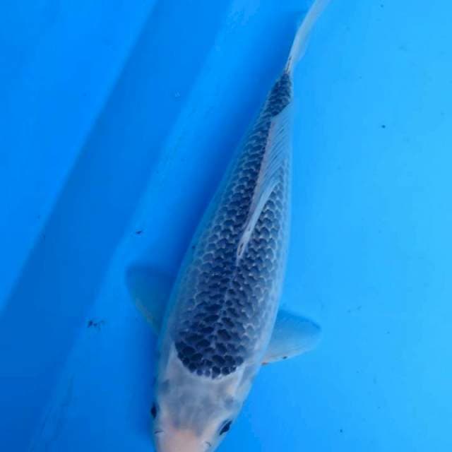 Asagi 30cm