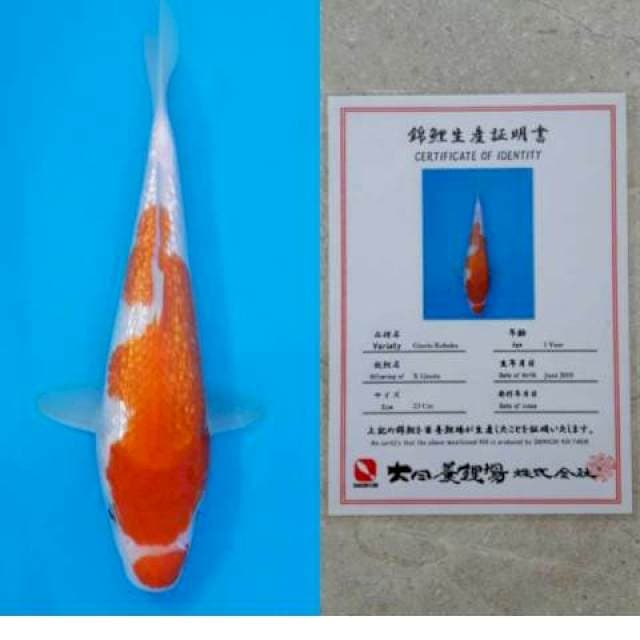Dainichi Ginrin Kohaku 25bu