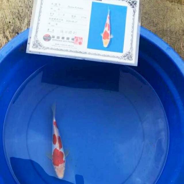 Kohaku Doitsu 25bu Shinoda Koi Farm certi