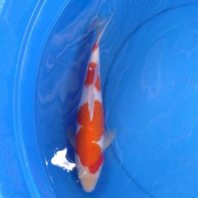 Kohaku 35 cm