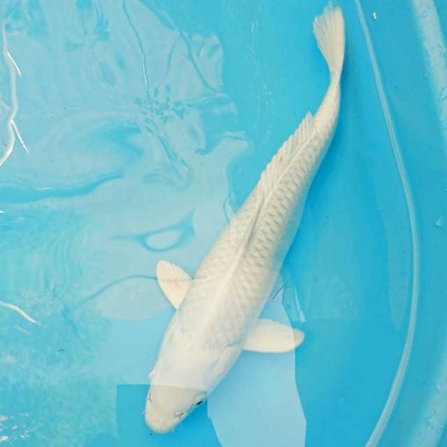 Platinum 35cm