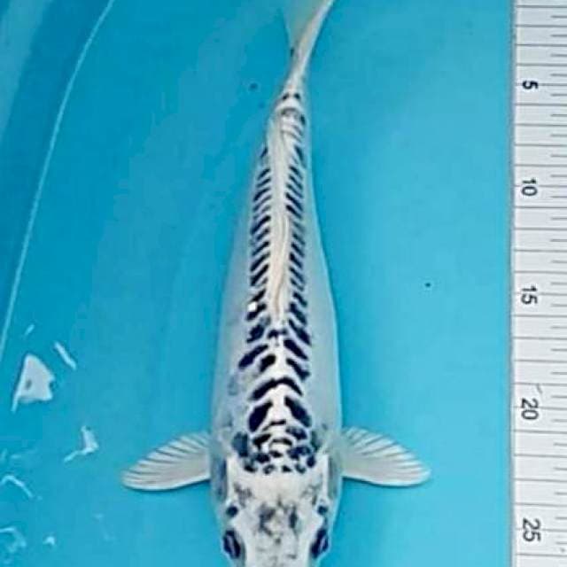 Kikko halus 30 cm 
