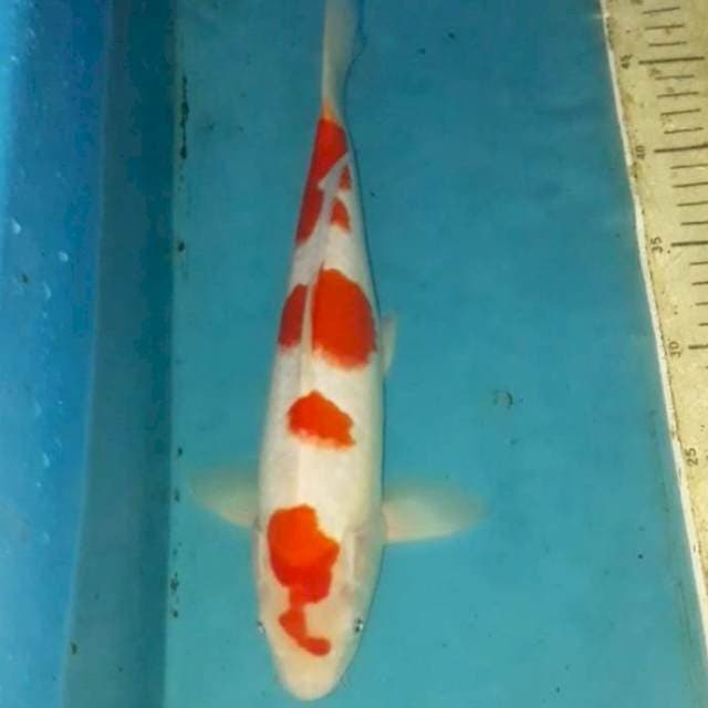 Kohaku 34 cm