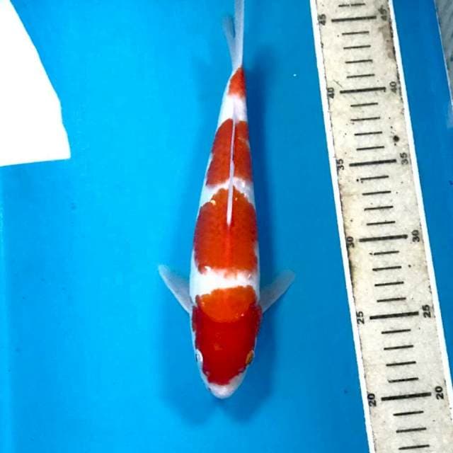 Kohaku, 25 cm