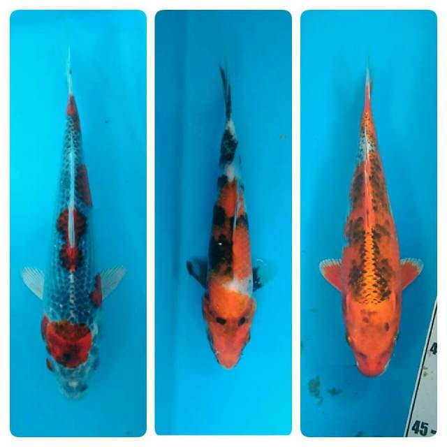Bid 5rb