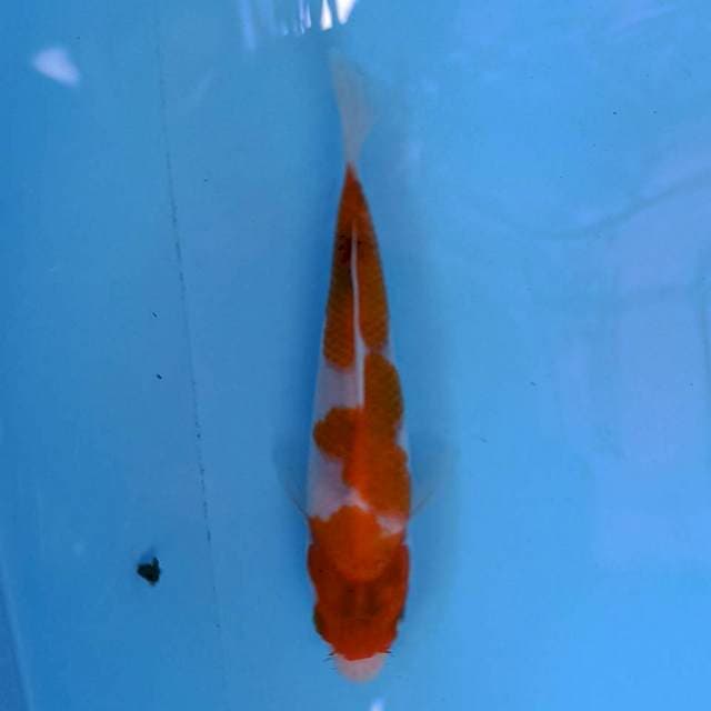 Goromo 14 cm