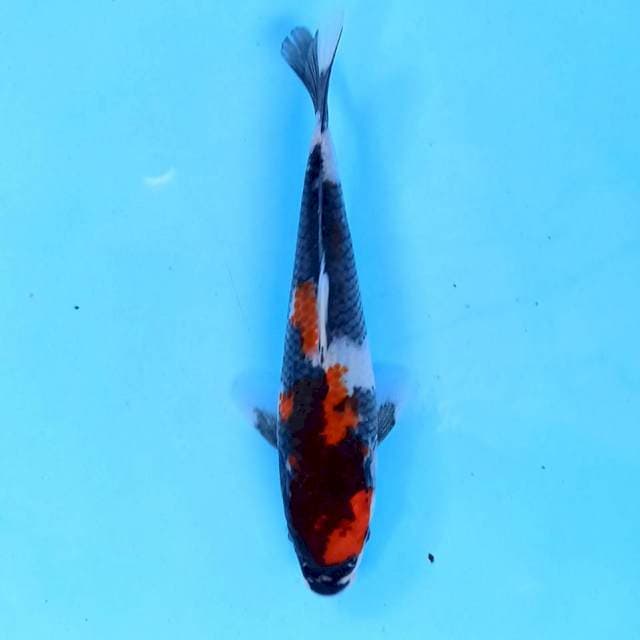 Showa 17 cm