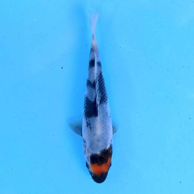 Tancho Showa 11 cm