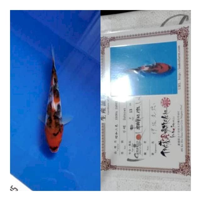 Showa new tosai ISA koi farm