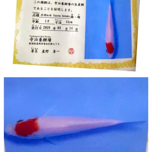 Tc kohaku teradomari