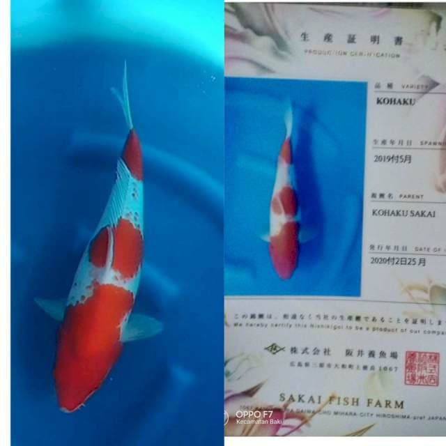 Kohaku sakai