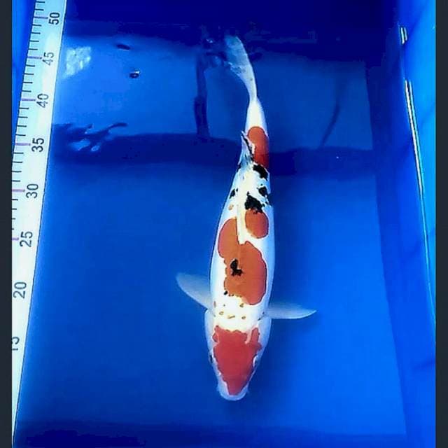 35/cm sanke doit