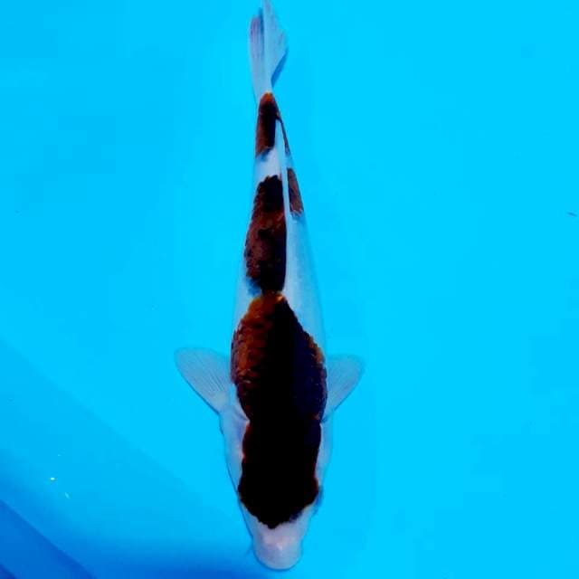 Goromo 25 cm