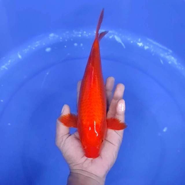 2. Benigoi || 30 cm