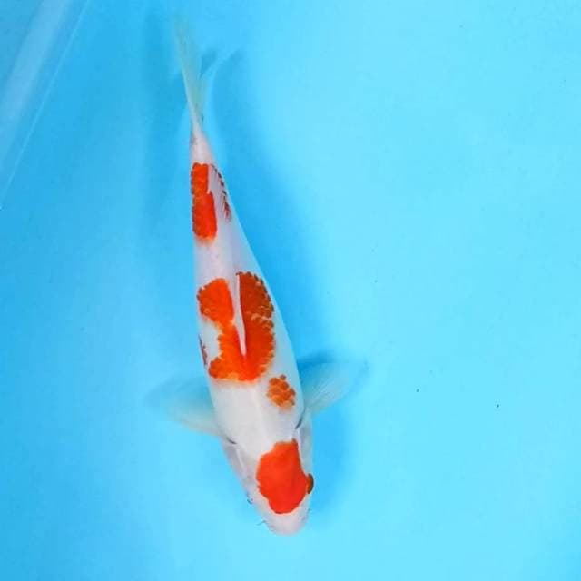 4. Kohaku || 32 cm