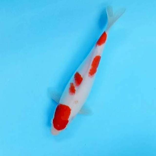5. Kohaku || 30 cm