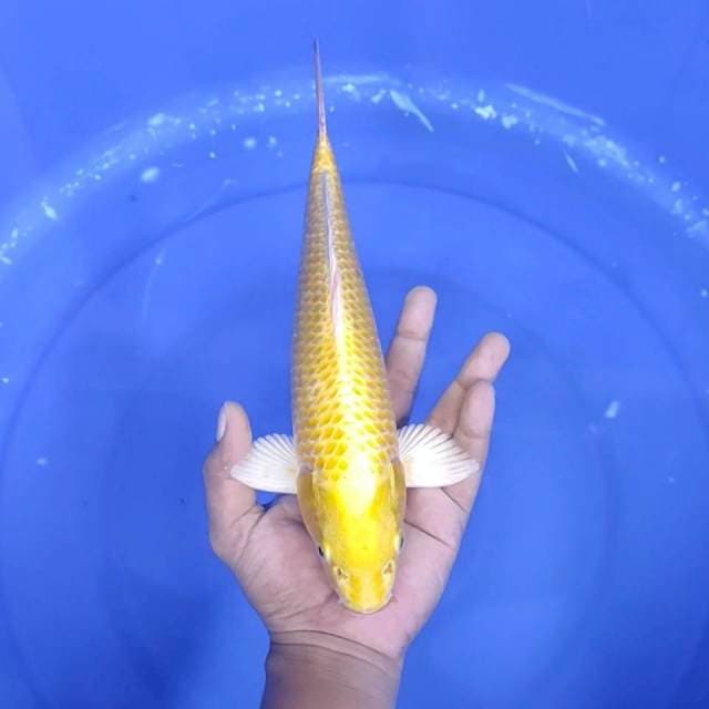 9. Ogon || 30 cm || Jantan