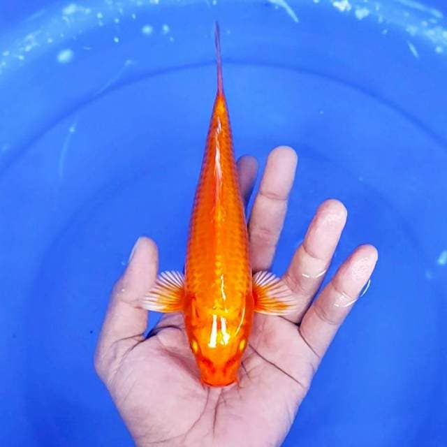 hajiro Hikari / 20 cm