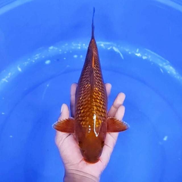 10. Tembaga Ginrin || 33 cm