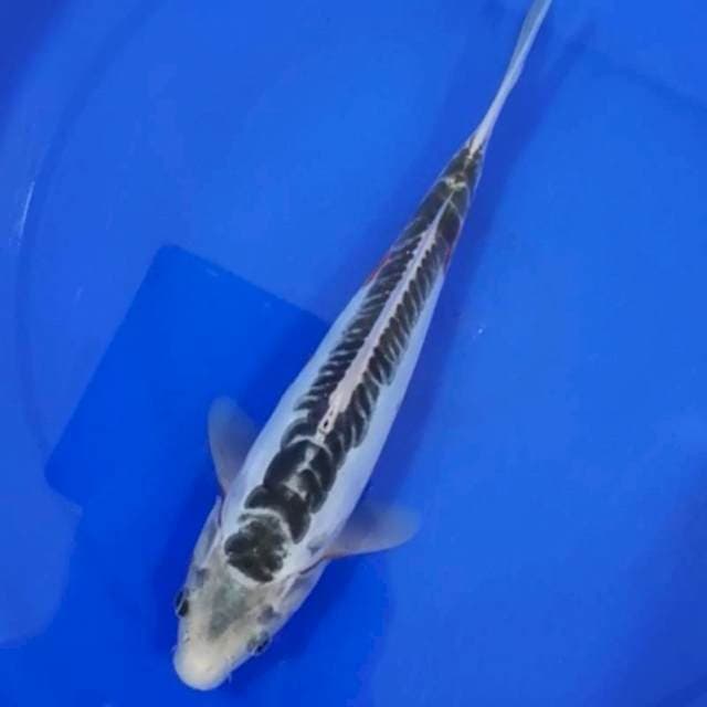 BLUE SHUSUI 25CM