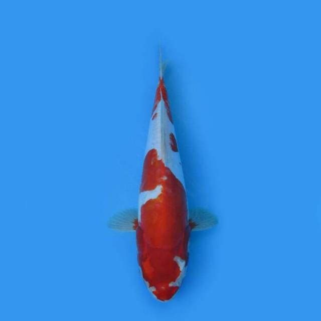 BKS ( KIKUSHUI 34 CM )