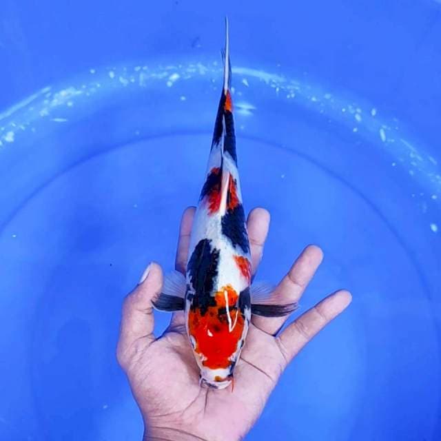 12. Showa || 30 cm || Jantan