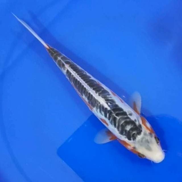 SHUSUI 24CM