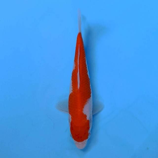 Kohaku 18 cm